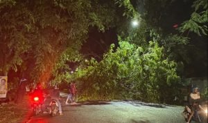 Pohon tumbang di Jalan Persatuan Raya Sinjai (Dok. JendelaSatu)